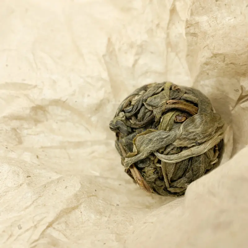 单株龙珠 勐库镇山头茶 百年古树龙珠