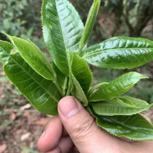 【免费茶样】豹子箐茶园2025春完美普洱茶