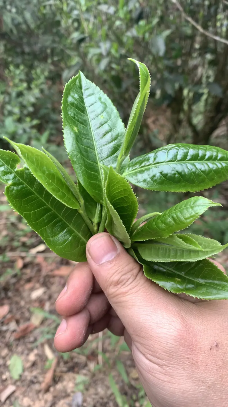【免费茶样】豹子箐茶园2025春完美普洱茶