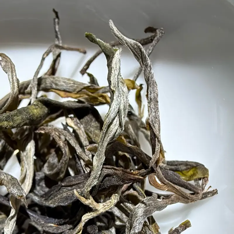 水井头2025年普洱茶生茶免费茶样