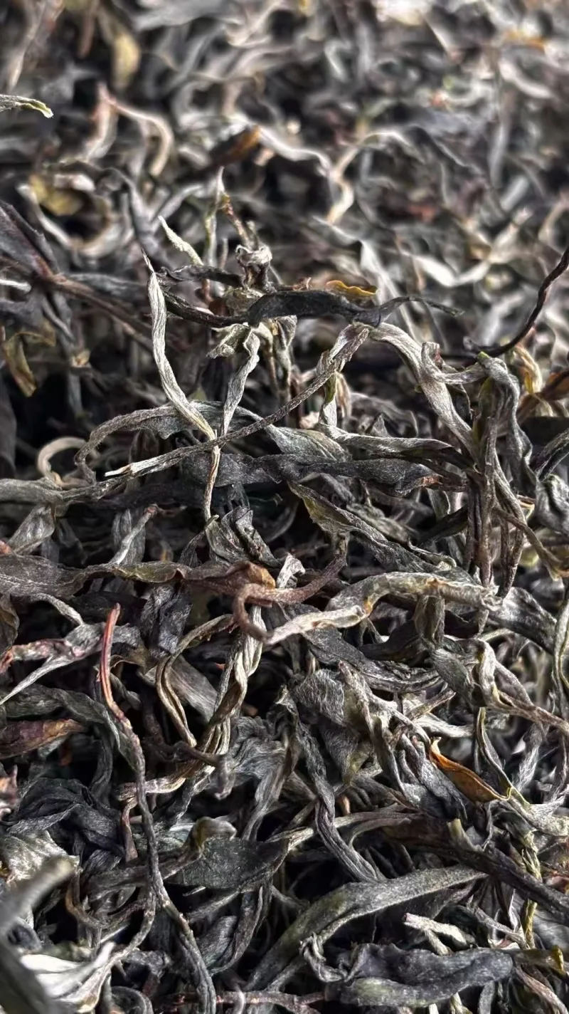 2025年春坝歪大树挑采罐装