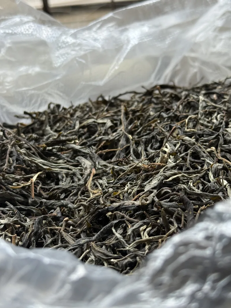 古树单株2025春xs01