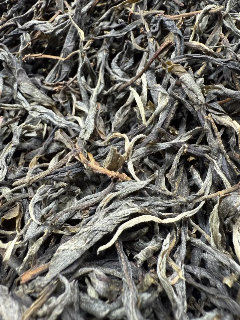 古树单株2025春xs01