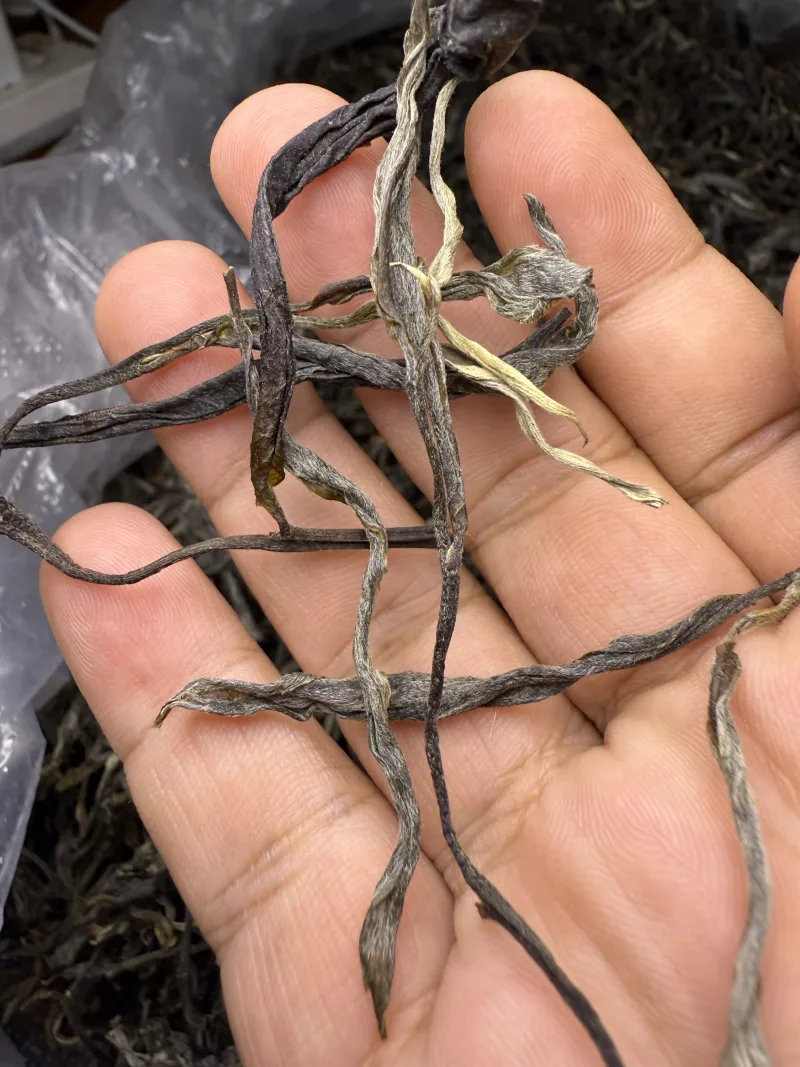 古树单株2025春xs02