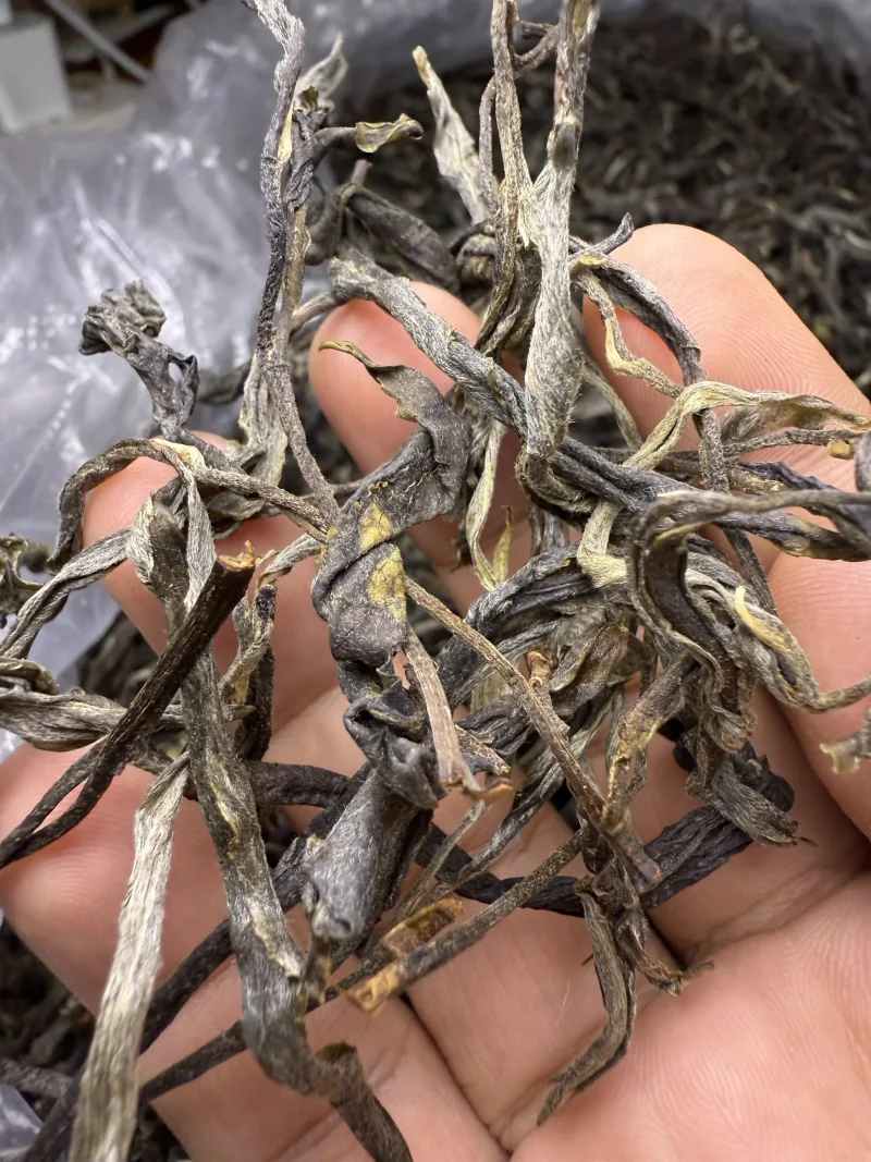 古树单株2025春xs02