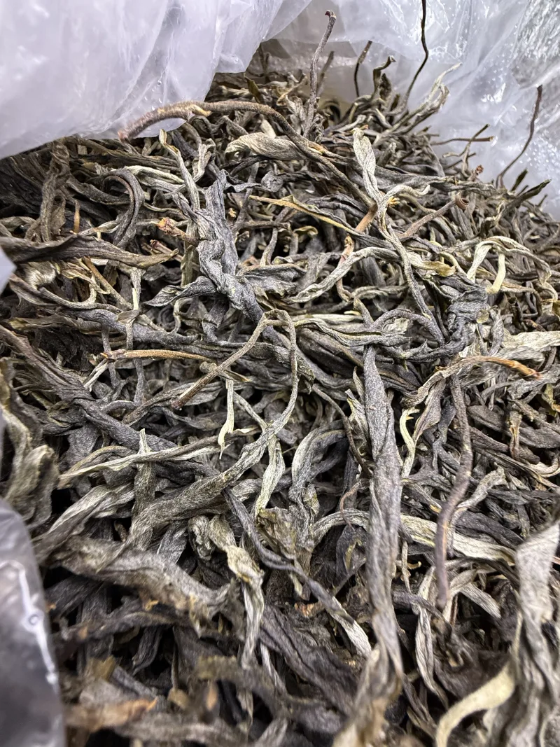 古树单株2025春xs02