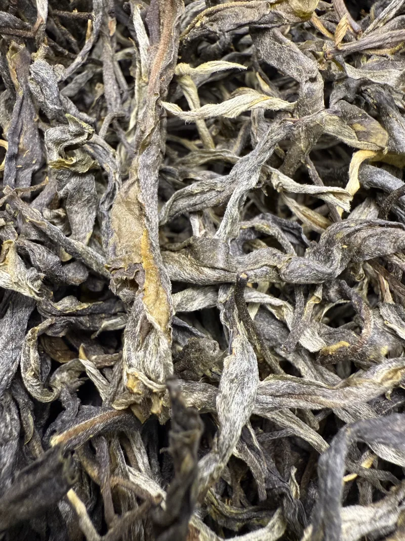 古树单株2025春xs02