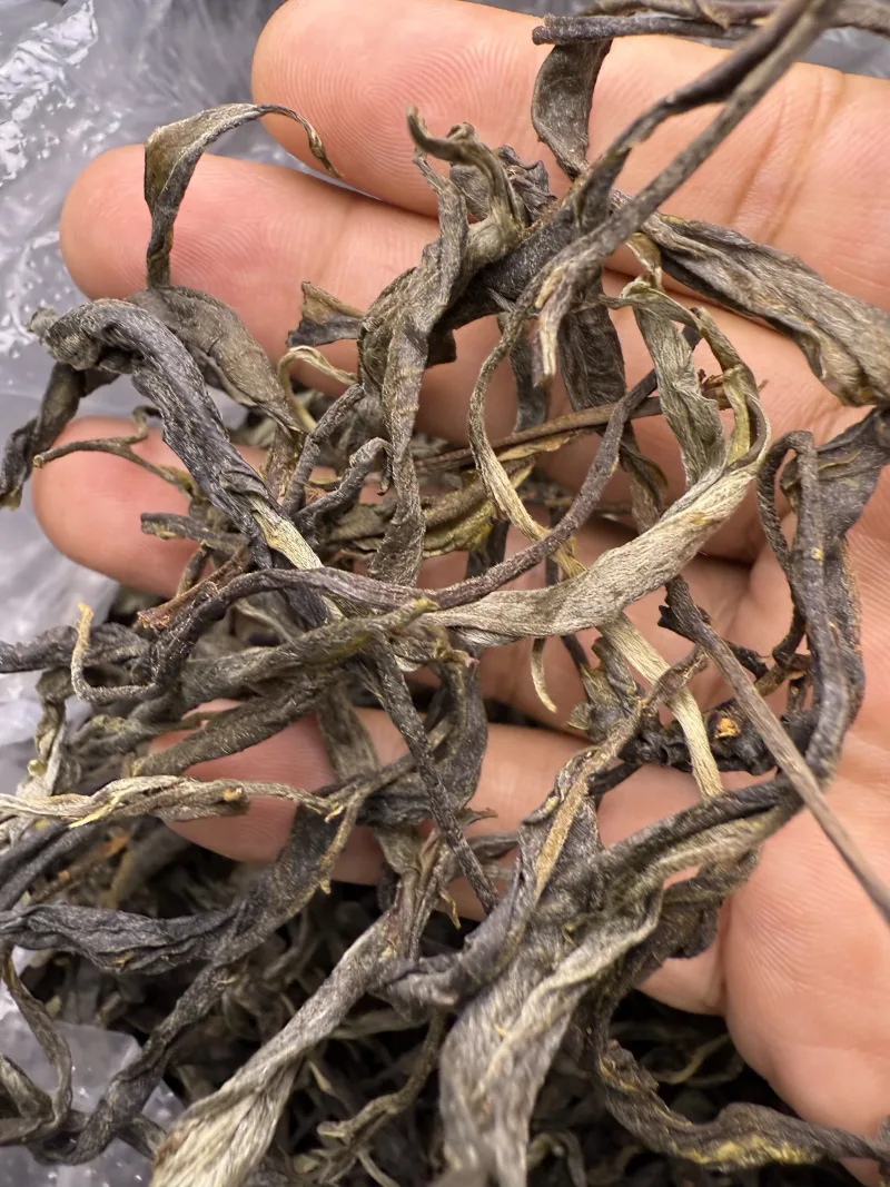 古树单株2025春xs02