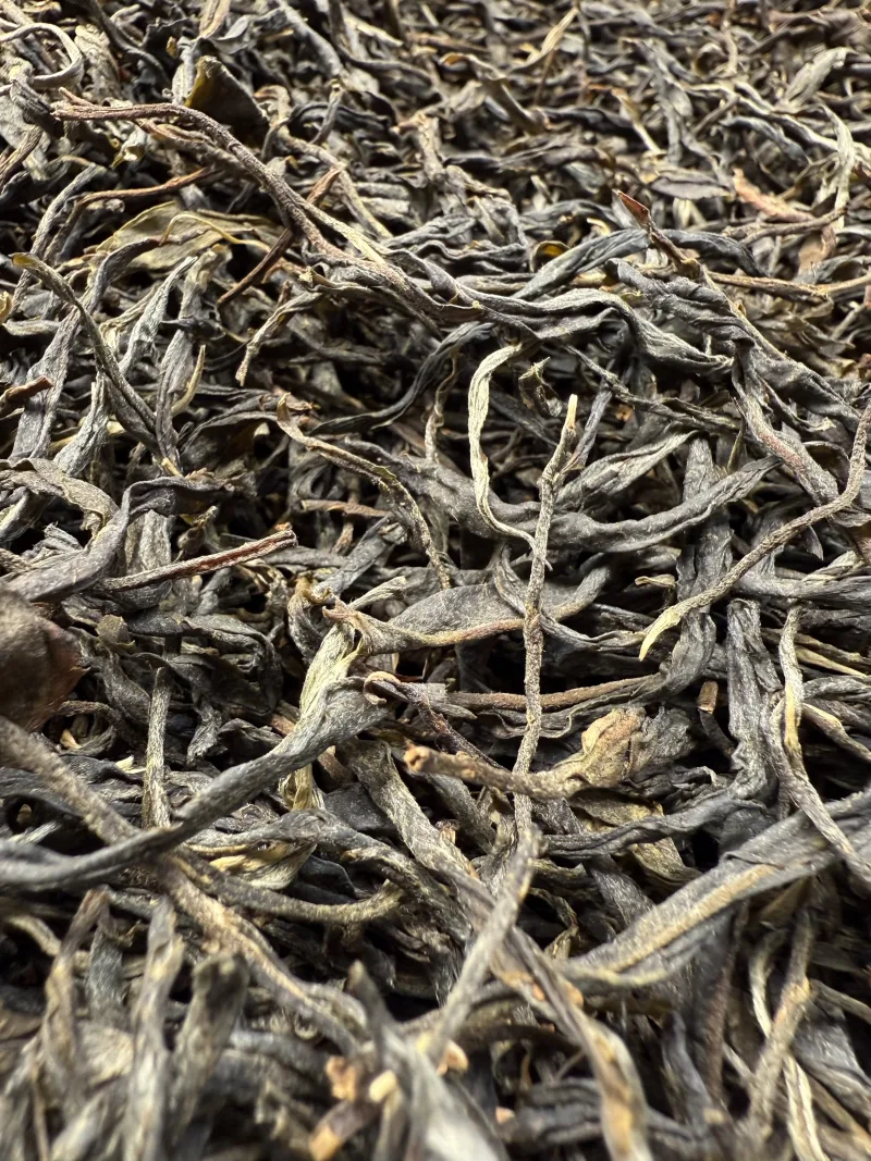 古树单株2025xs03