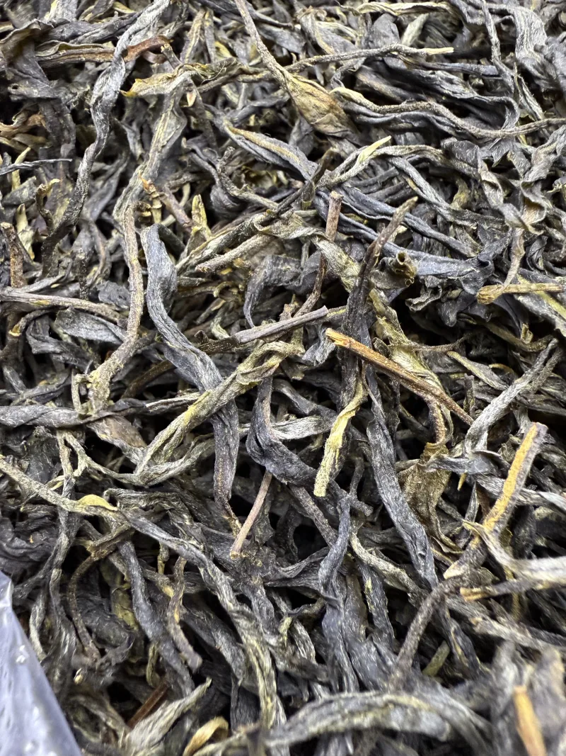 古树单株2025xs03