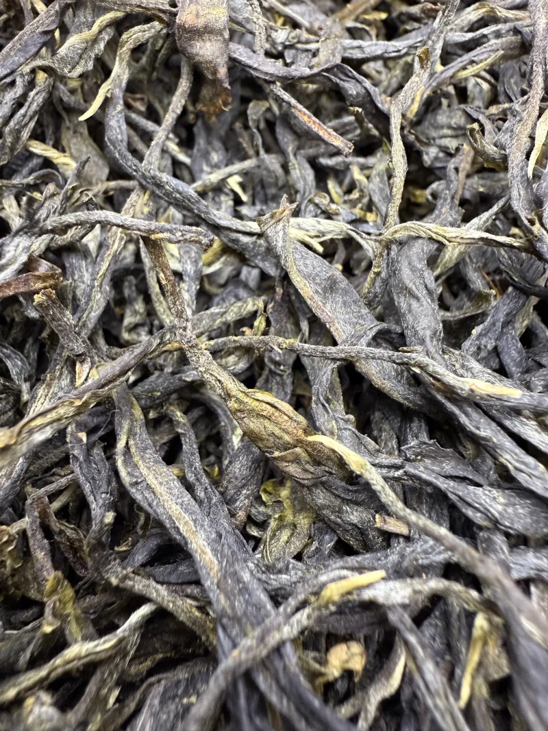 古树单株2025xs03