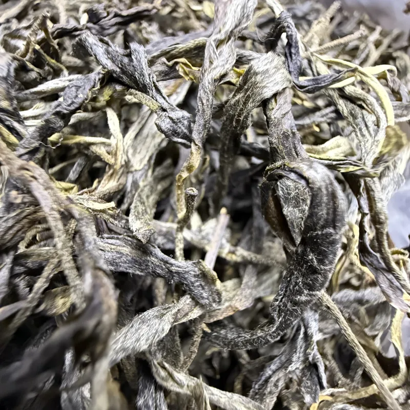 古树单株2025春xs04