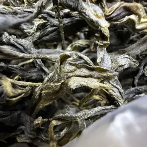 img_0773 古树单株2025春xs04