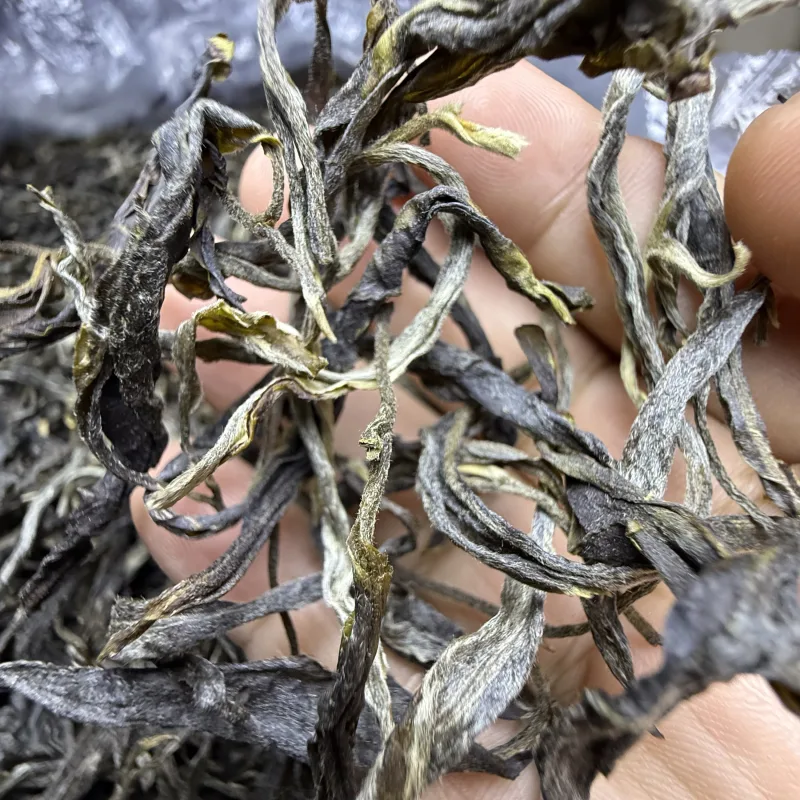 古树单株2025春xs04