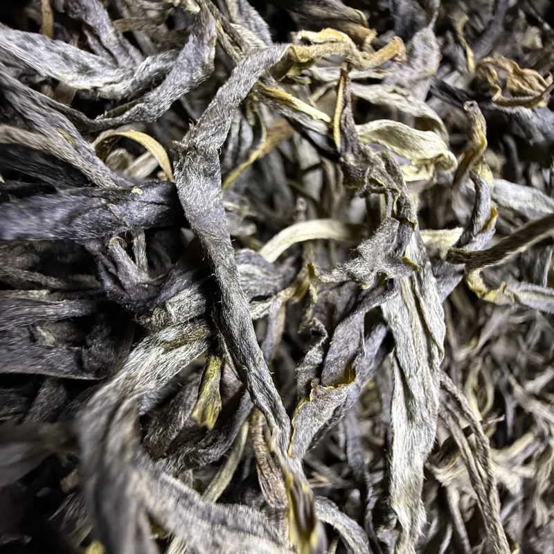 古树单株2025春xs04