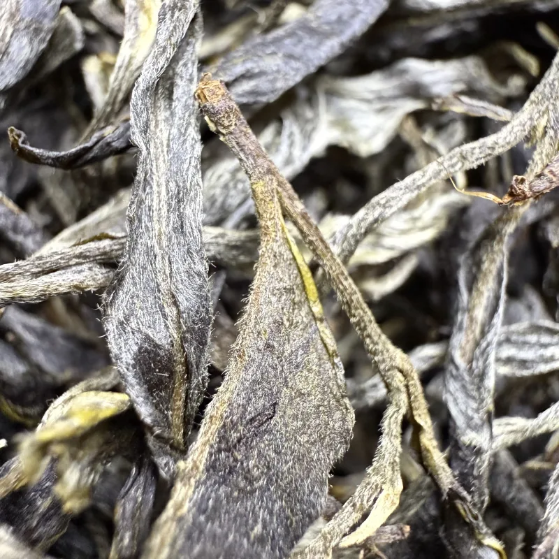 古树单株2025春xs04