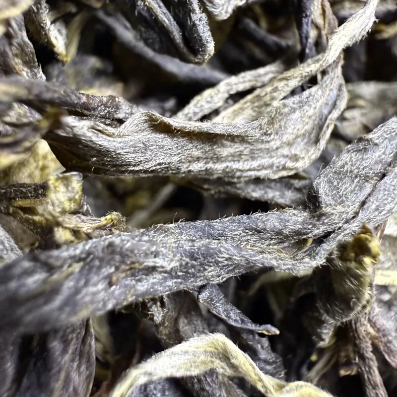 古树单株2025春xs04