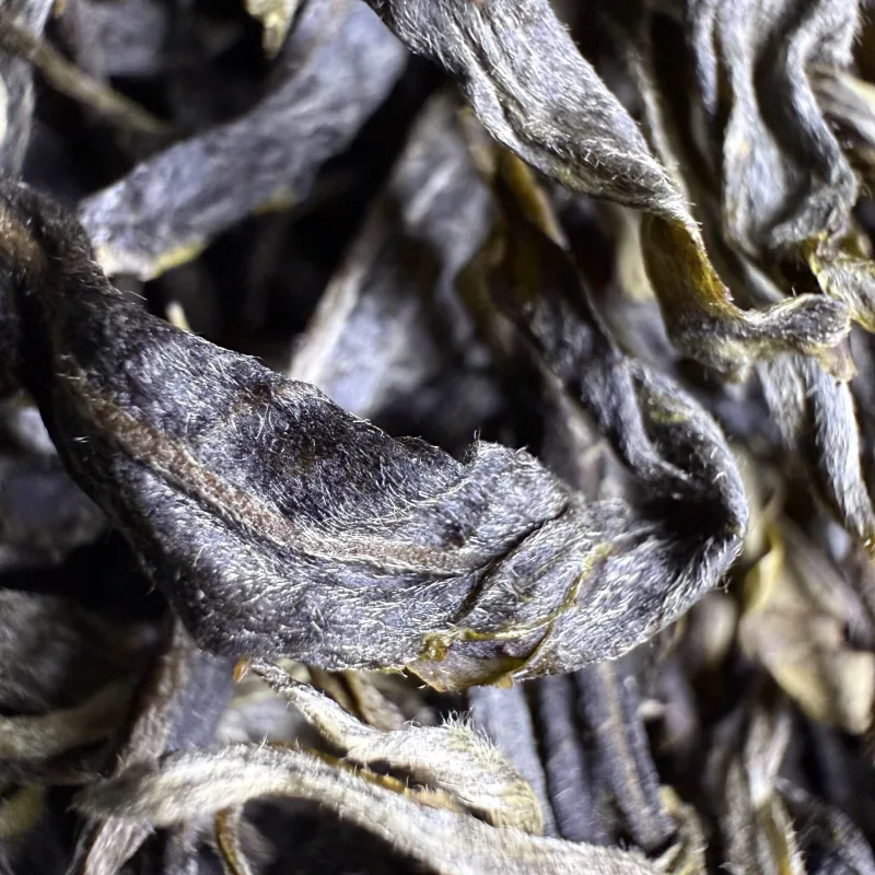 古树单株2025春xs04