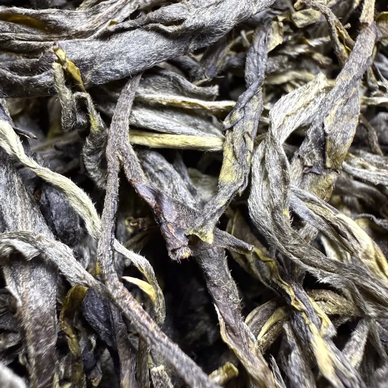 古树单株2025春xs04